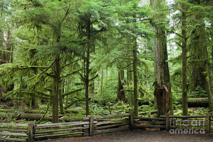 Cathedral Grove Path Photograph by Donna L Munro