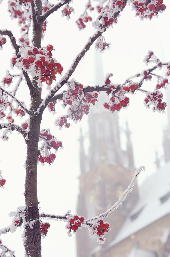 Cathedral of St Peter and Paul. Lacy Winter in Brno Photograph by Jenny Rainbow