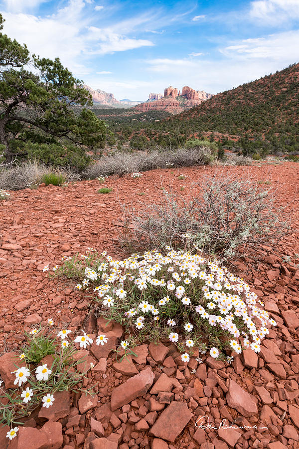 Cathedral Rock And Wildflowers 2964 Photograph