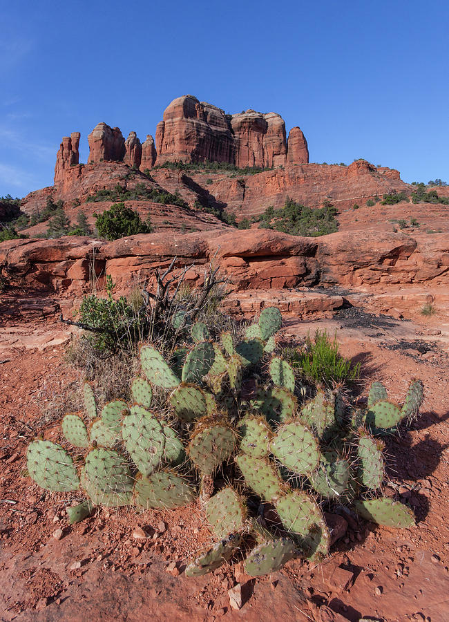 Cathedral Rock Cactus Grove Photograph by Lon Dittrick