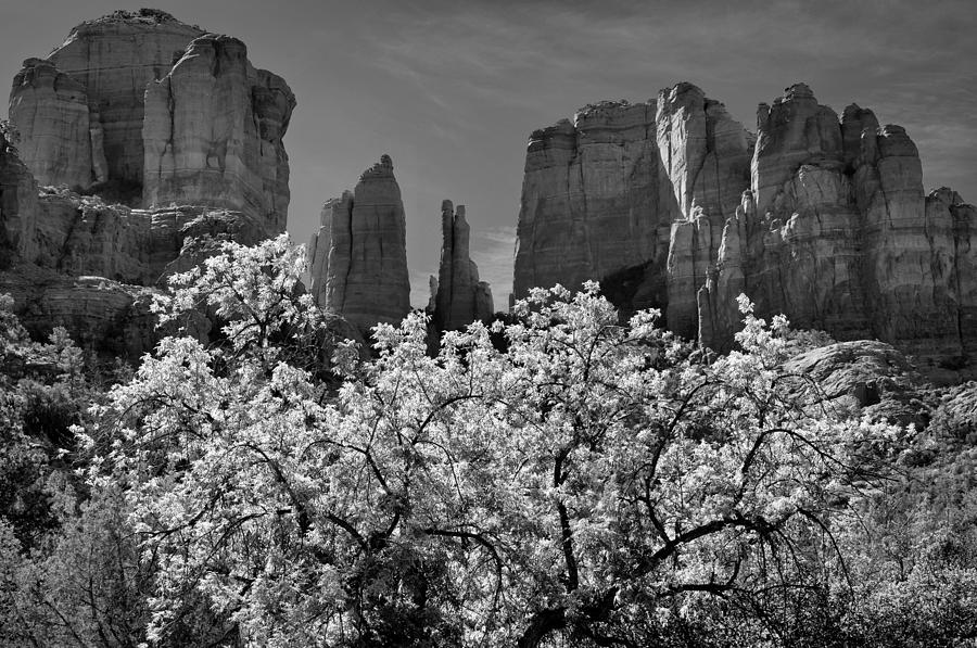 Mountain Photograph - Cathedral Rock Tree by Kevin Munro