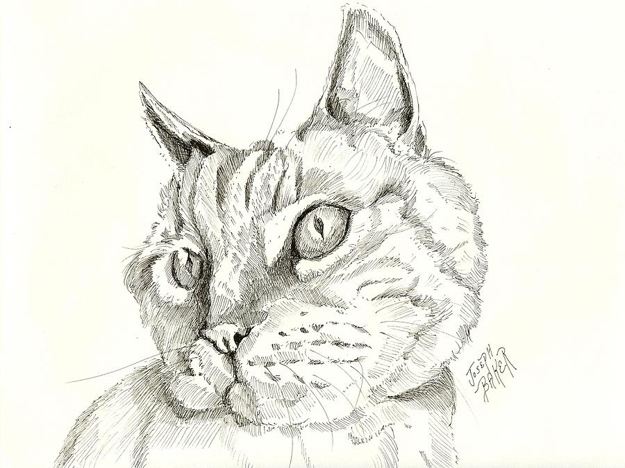 CATitude Drawing by Joseph Baker | Pixels