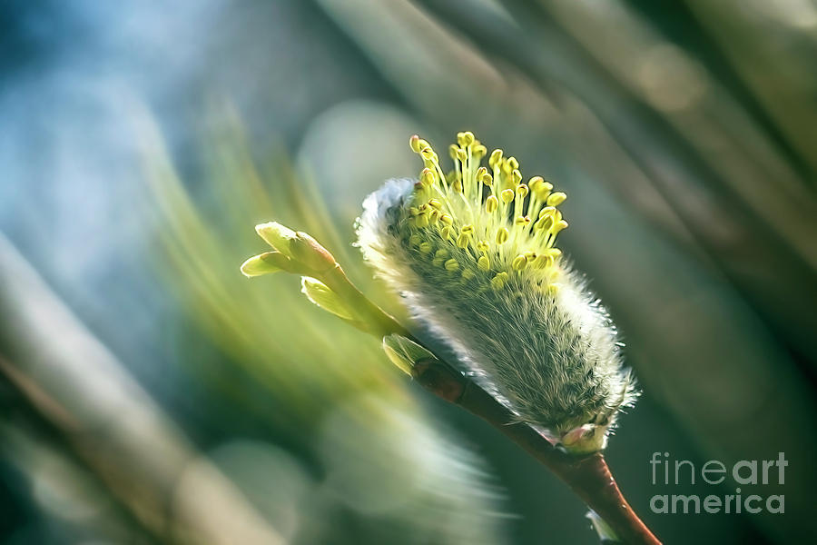Catkins Bloom Photograph
