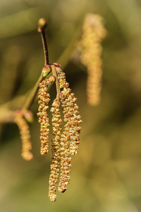 Catkins Photograph by Nick Bywater