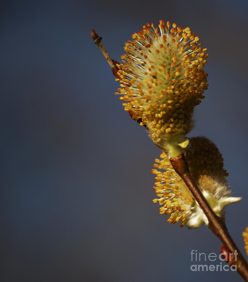 Catkins Photograph by Randy Bodkins