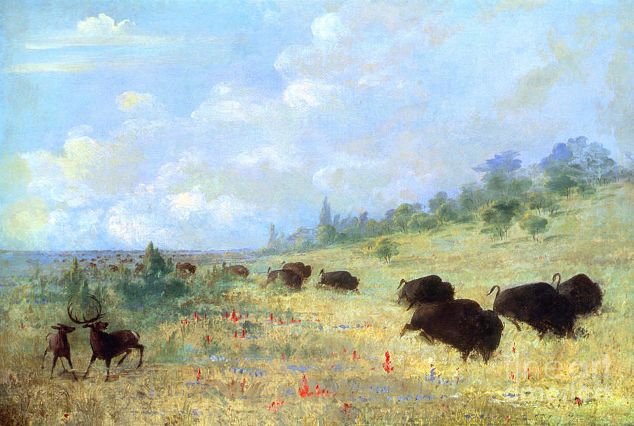 Elk And Buffalo Photograph by George Catlin