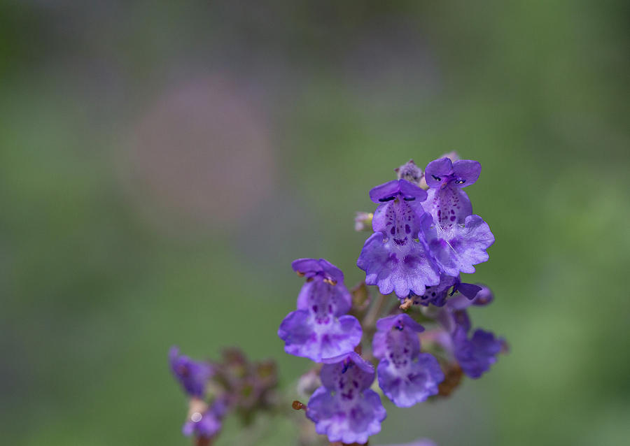 Catmint Fairy Flowers Photograph by Christy Cox