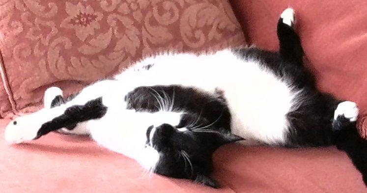 CATNAP - Sleeping Black and White Cat Photograph by Julia Woodman