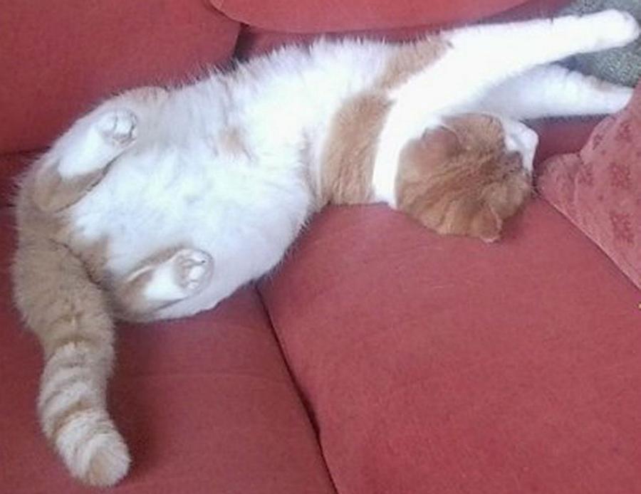 CATNAP - Sleeping Ginger Cat Photograph by Julia Woodman