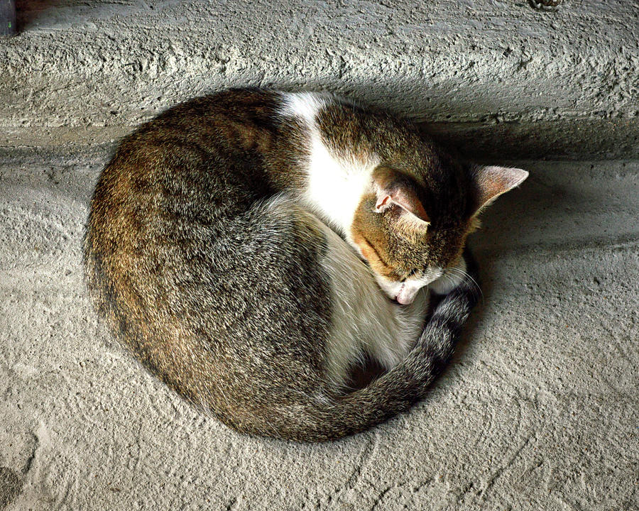 Catnapping Market Cat in St. Lucia Photograph by Bill Swartwout