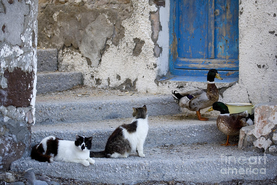Cats And Ducks In Greece Photograph by Jean-Louis Klein & Marie-Luce Hubert