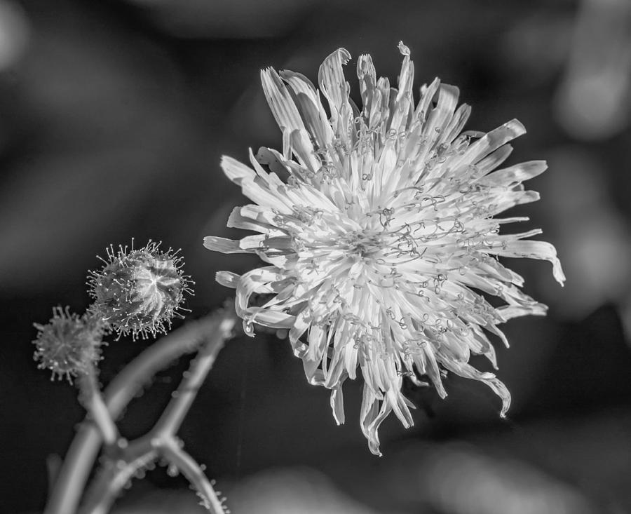 Cat's Ear - bw Photograph by Steve Harrington - Fine Art America