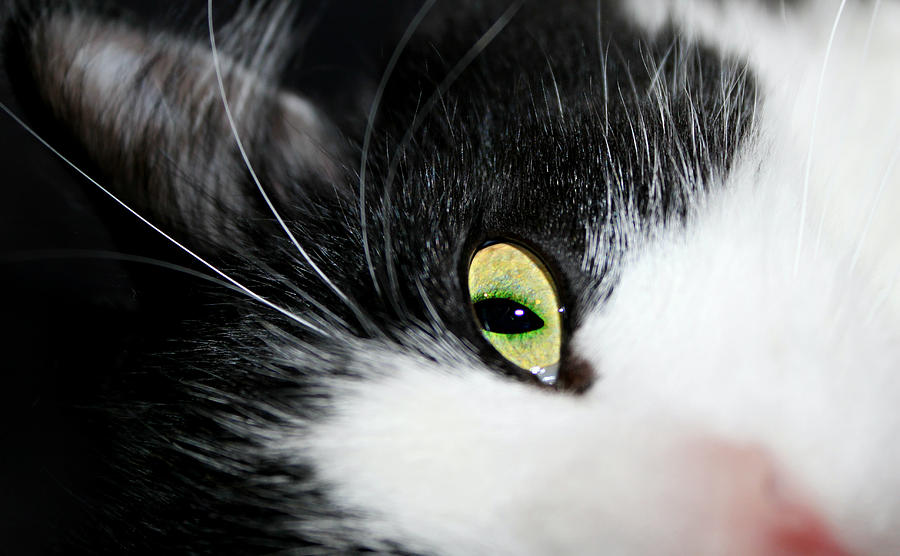 Cat's Eye Photograph by Denise Irving - Pixels