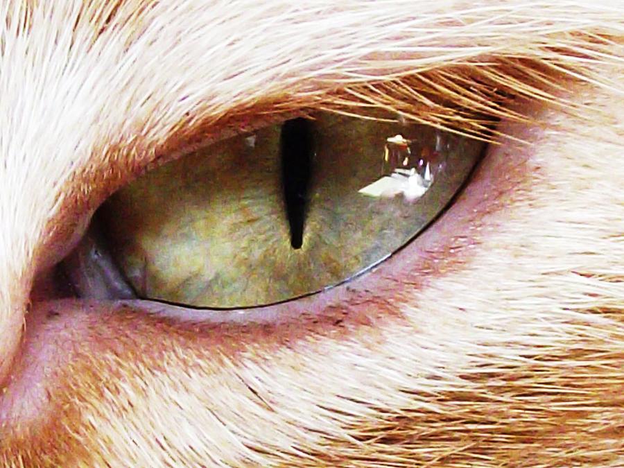 Cat Photograph - Cats Eye by Paula  Heffel
