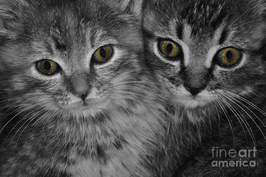 Cats Eyes Photograph by Eric Liller
