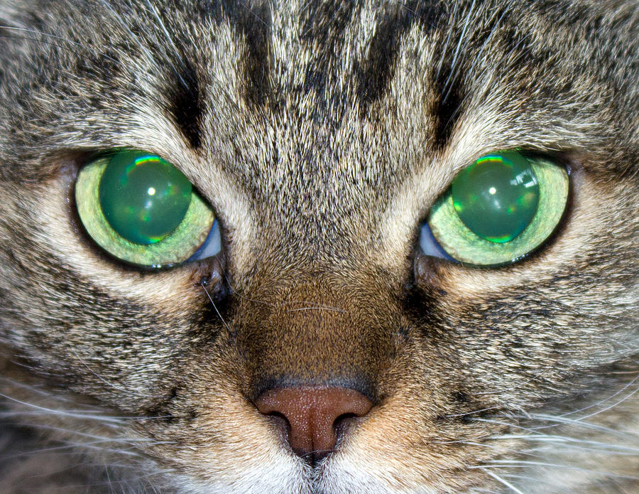 Cat S Eyes Green Photograph By Alexander Ferguson Pixels