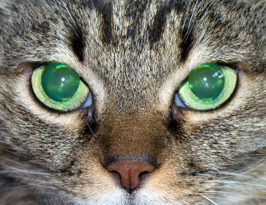 Cat's Eyes Green Photograph by Alexander Ferguson | Pixels