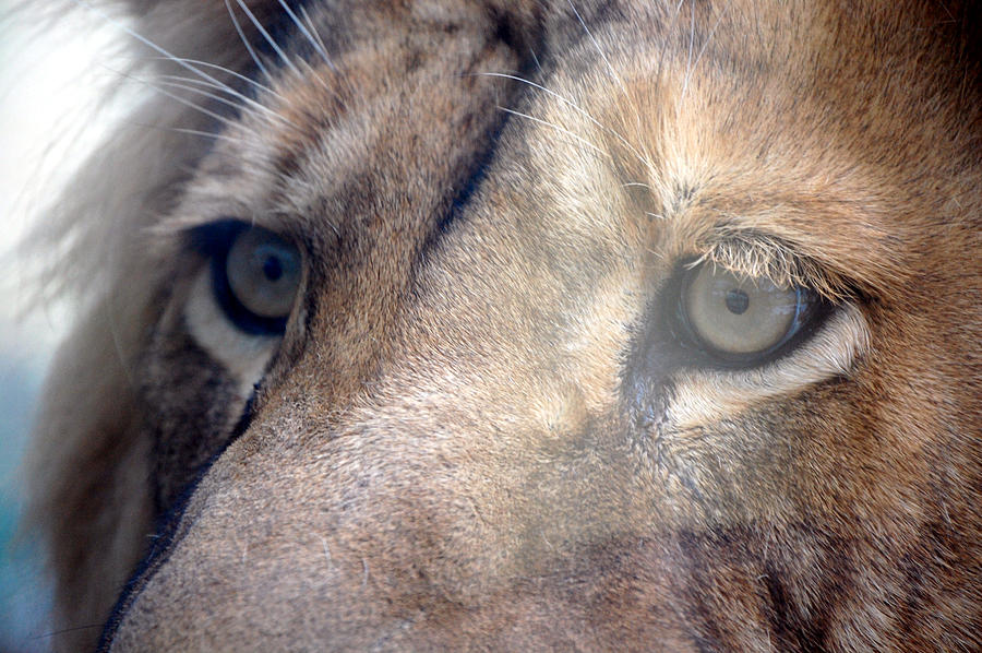 Lion Photograph - Cats Eyes by Lisa Kane Lion Photograph - Cats Eyes by Lisa Kane