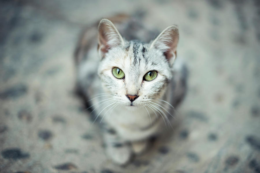 Cat Photograph - Cats Eyes by The Other Erre