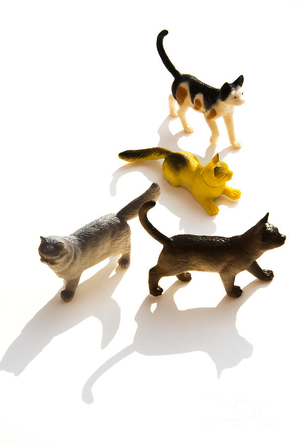 Animal Photograph - Cats figurines by Bernard Jaubert