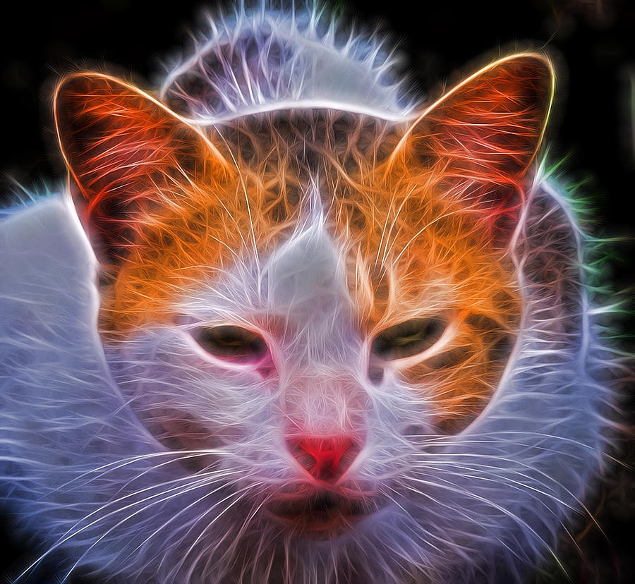 Cats Head Digital Art by Roy Pedersen
