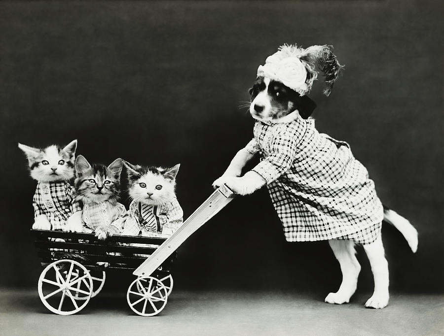 Cats In A Stroller - The Outing - Harry Whittier Frees Photograph by War Is Hell Store