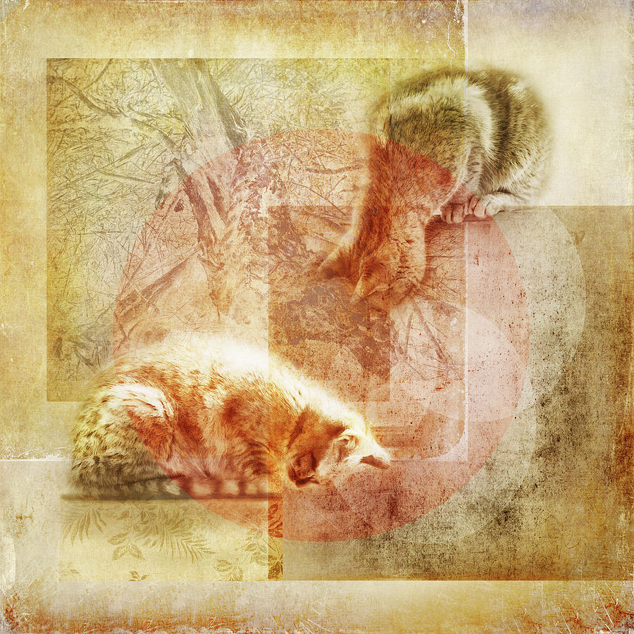 Cats In A Window Digital Art by Sue Capuano