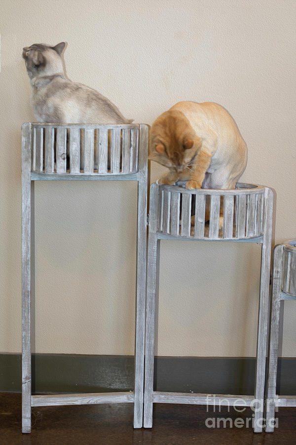 Cats in Baskets by Ron Sadlier Cats in Baskets by Ron Sadlier