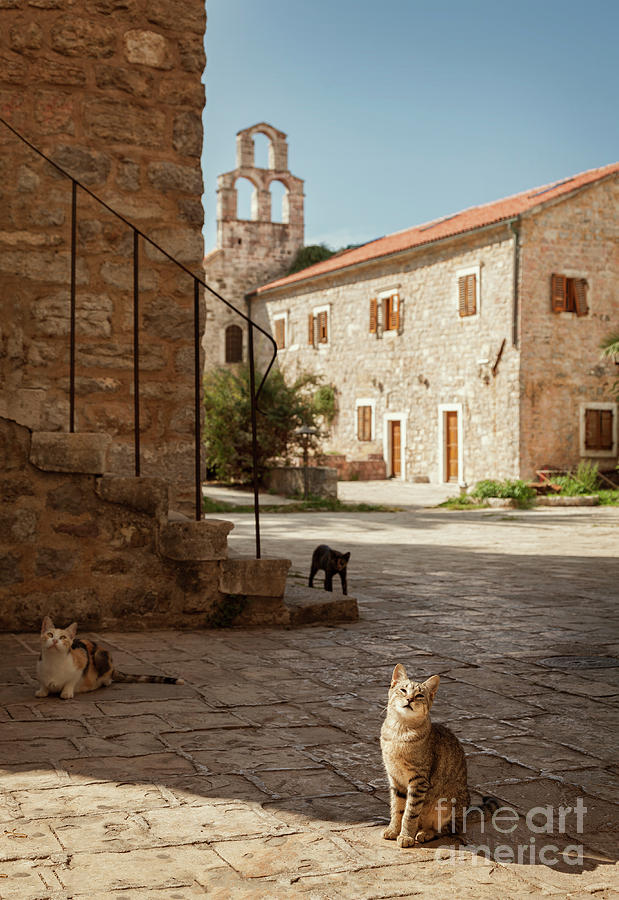 Cats in Budva old town Photograph by Sophie McAulay