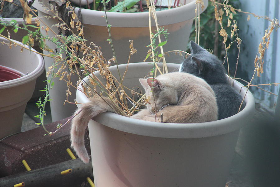 Cat Photograph - Cats in flowerpot by Cliff Ball