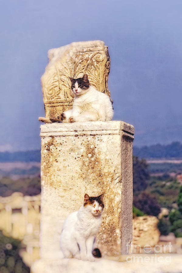 cats of Ephesus Photograph by HD Connelly