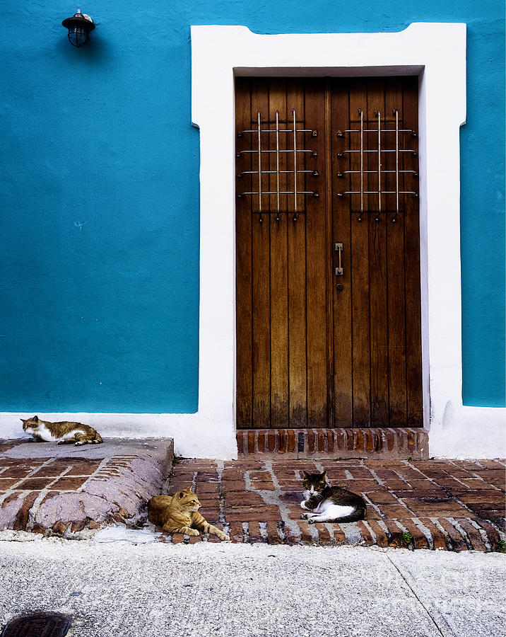 Animal Photograph - Cats of Old San Juan I by George Oze