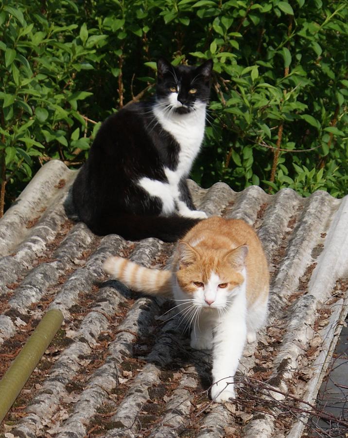 Cats on a Hot Tin Roof Photograph by Julia Woodman