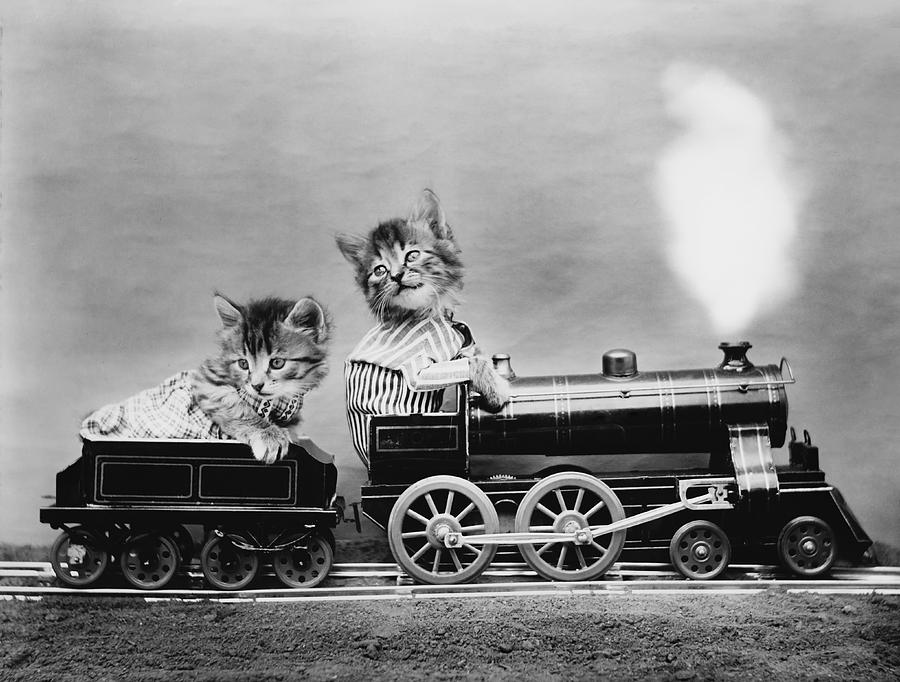 Cat Photograph - Cats On A Train - The Fast Express - Harry Whittier Frees by War Is Hell Store