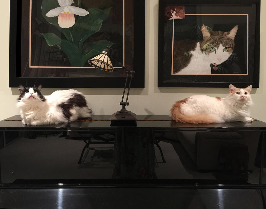 Cats on the Piano Photograph by Karen Zuk Rosenblatt