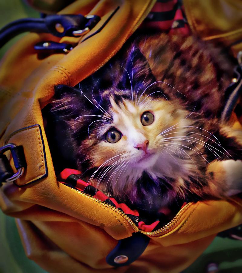 Cats Out of the Bag Photograph by Stoney Lawrentz