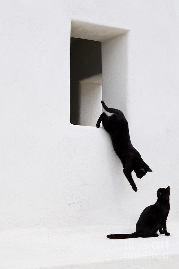 Cats Playing, Greece Photograph by Jean-Louis Klein and Marie-Luce Hubert