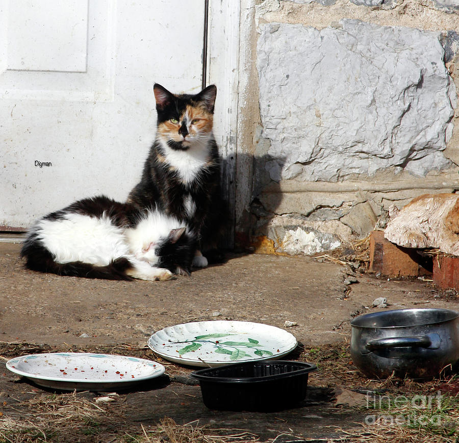 Cat Photograph - Cats Rural America by Steven Digman Cat Photograph - Cats Rural America by Steven Digman