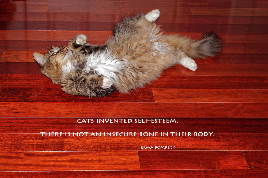 Cats Self Esteem Photograph by Sally Weigand