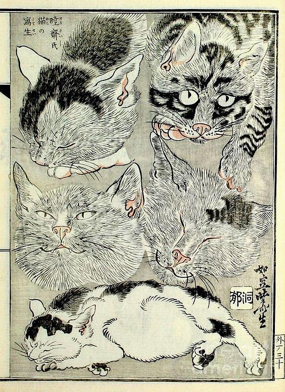 Cats Sketch Kawanabe Kyosai Japanese Meiji Period  Drawing by Peter Ogden