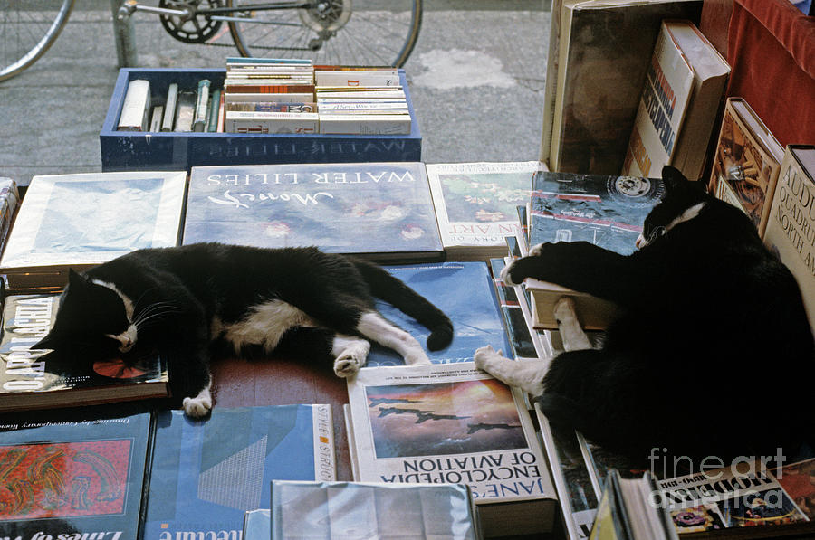 Cats Sleeping on Books Photograph by Jim Corwin