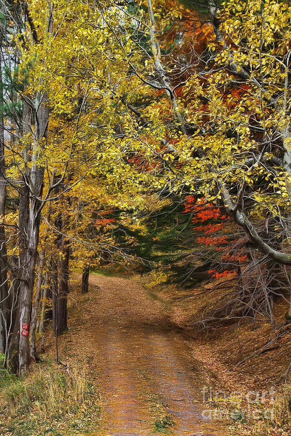Fall Photograph - Catskill Color by Deborah Benoit