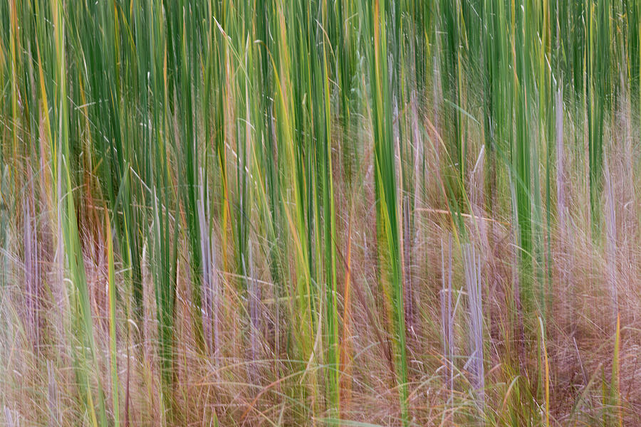 Cattail Abstract #1 Photograph by Patti Deters