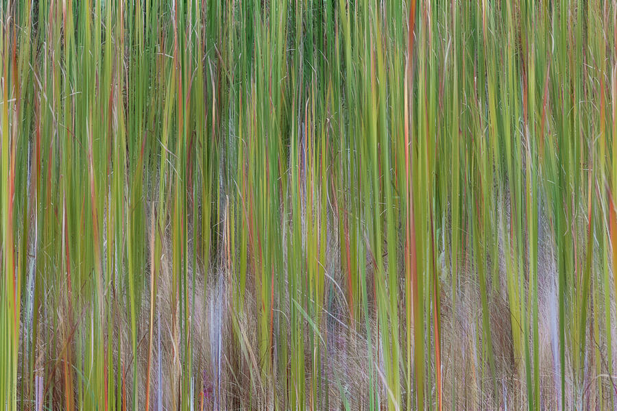 Cattail Abstract #2 Photograph by Patti Deters