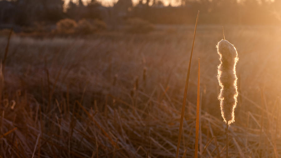 Cattail at Sunrise Photograph by Monte Stevens