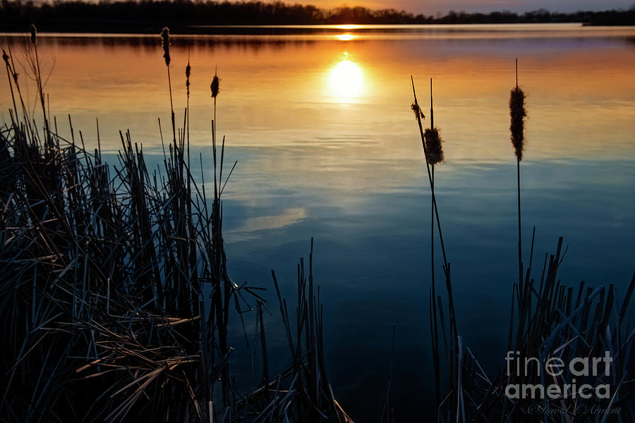 Cattail at Sunset Photograph by David Arment