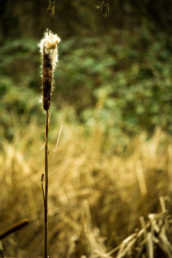 Cattail Photograph by Cynthia Henderson - Fine Art America