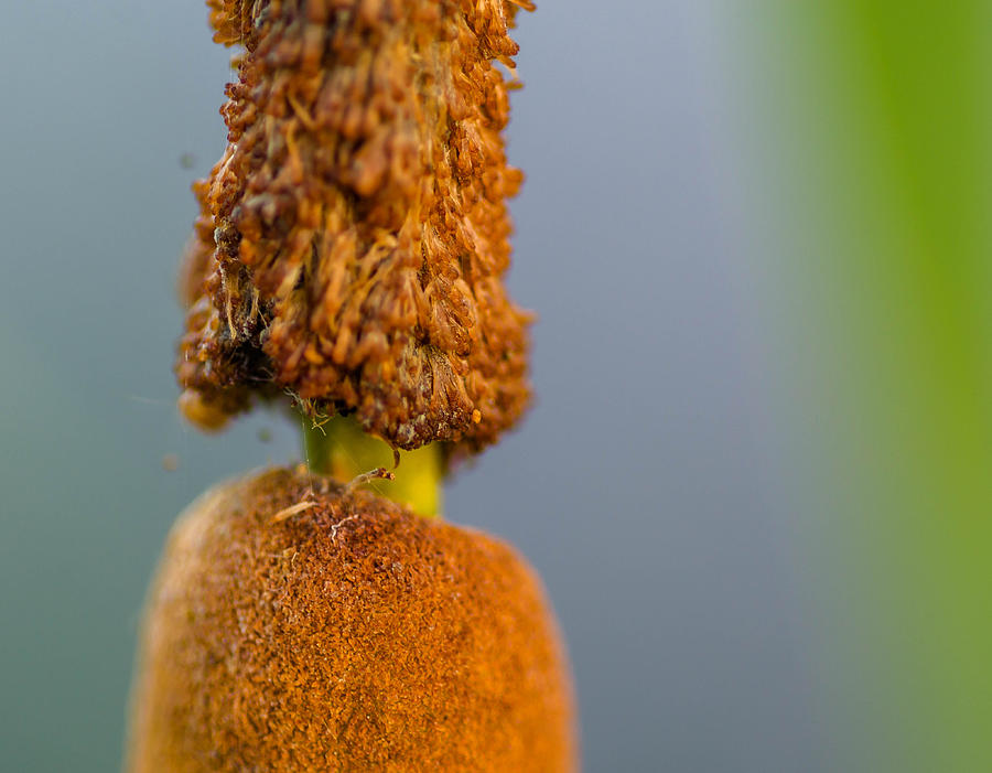 Cattail by Don L Williams Cattail by Don L Williams