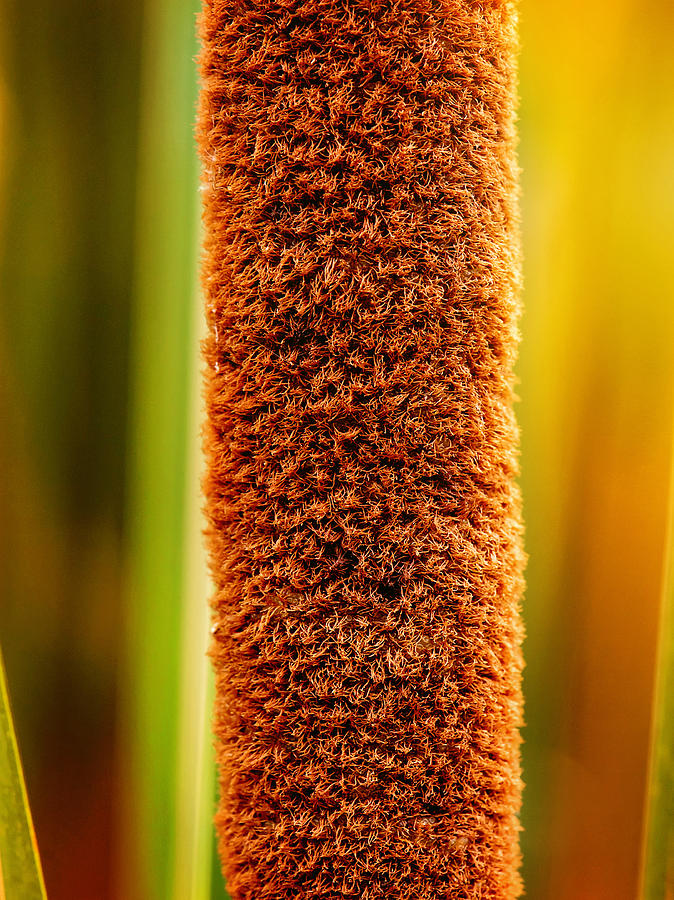 Cattail in the Golden Light Photograph by Gwen Gibson