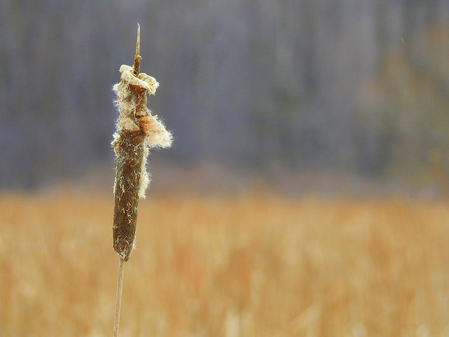 Cattail in Winter Photograph by Betty-Anne McDonald